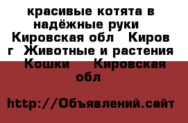 красивые котята в надёжные руки - Кировская обл., Киров г. Животные и растения » Кошки   . Кировская обл.